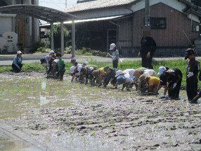 田植え