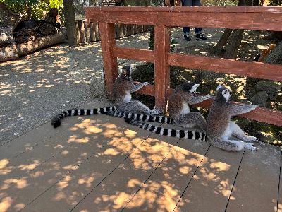 ワオキツネザル