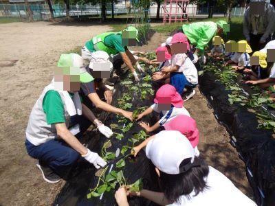 いも苗植え1