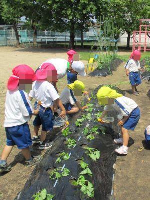 いも苗植え2
