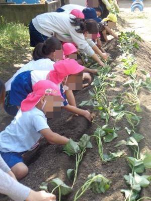 サツマイモ苗植え