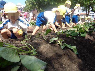 サツマイモ苗植え