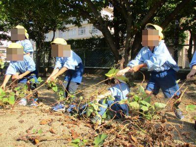 芋ほり