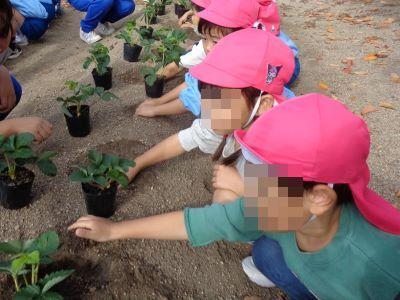 イチゴ苗植え