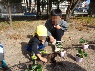 イチゴ苗植え