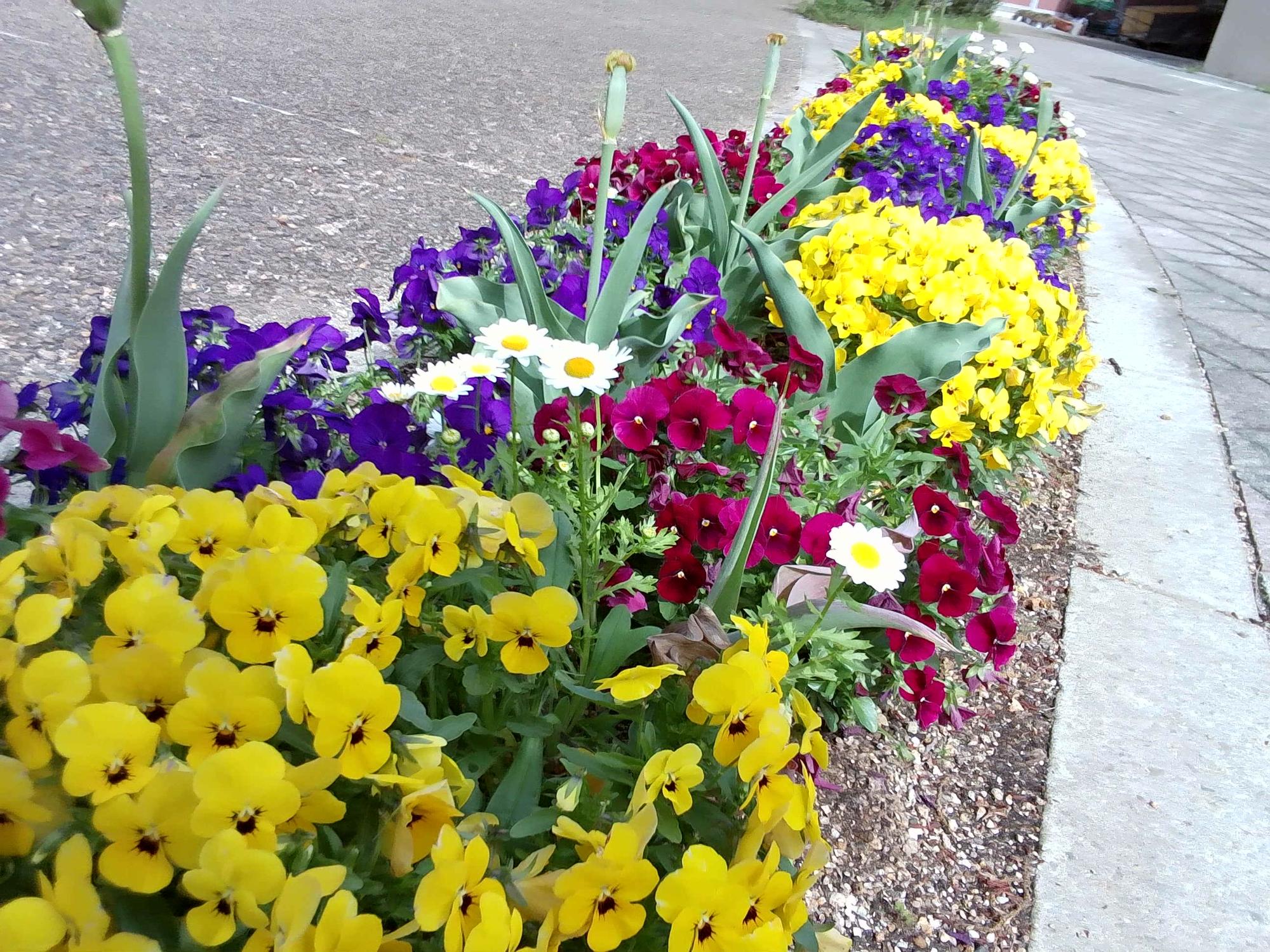 中庭のお花です