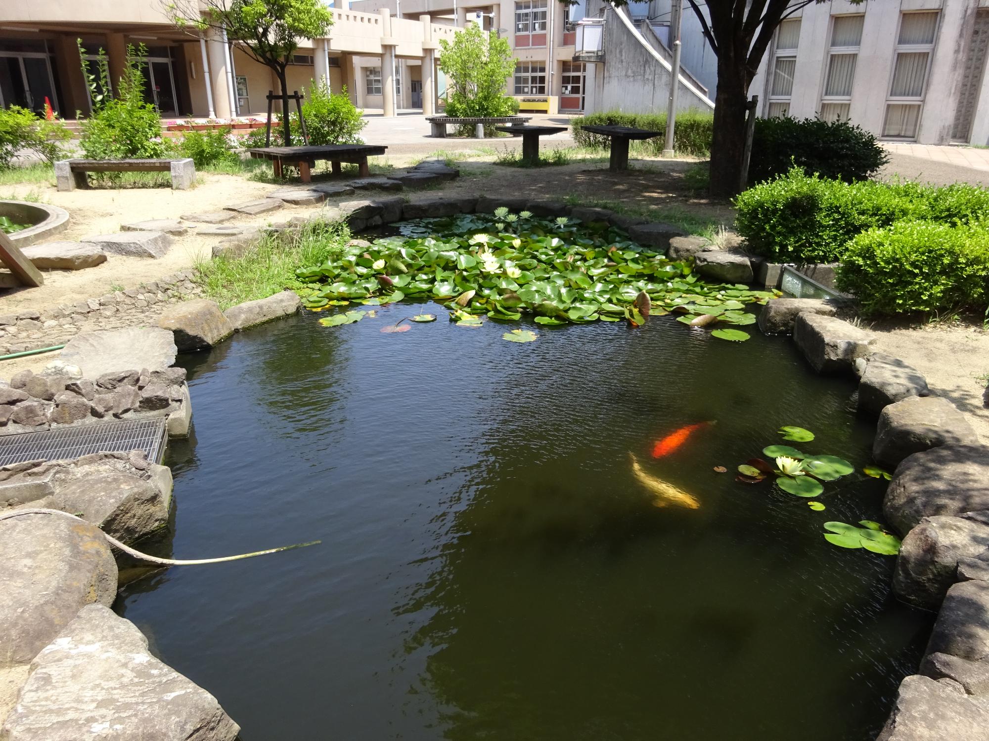 睡蓮の花