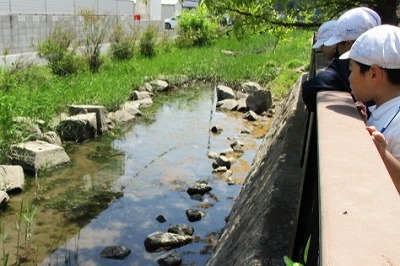 養田川見学