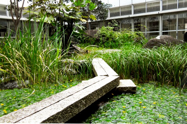 2012年のビオトープアサザの花