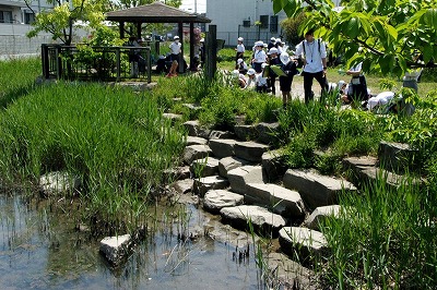 養田川見学