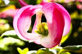 アメリカハナミズキピンクの花