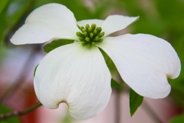 アメリカハナミズキ白い花