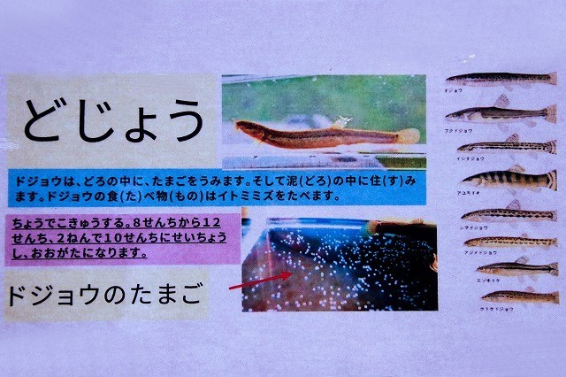 ドジョウについて調べたこと