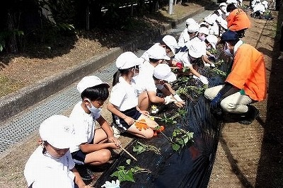 さつまいもの苗植え