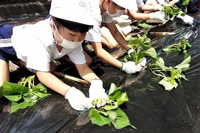 児童がさつまいもの苗を植えているようす