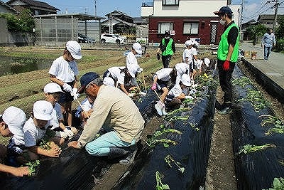 いっしょにさつまいもの苗を植えているようす