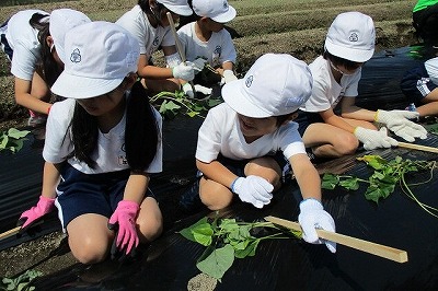 さつまいもの苗を植えているようす