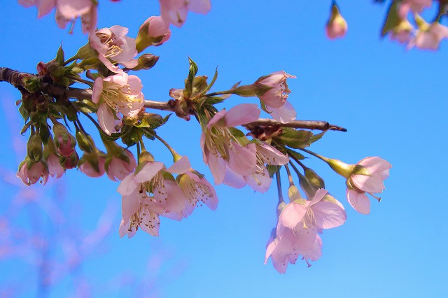 ヒマラヤ桜