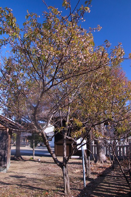 2本のヒマラヤ桜の木