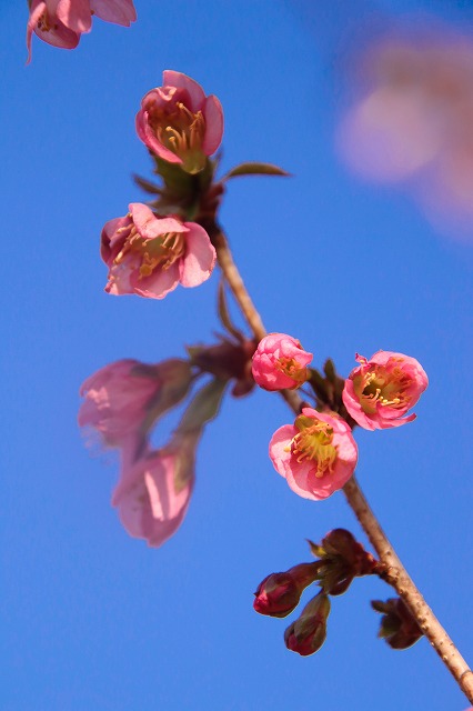 濃いピンク色の花