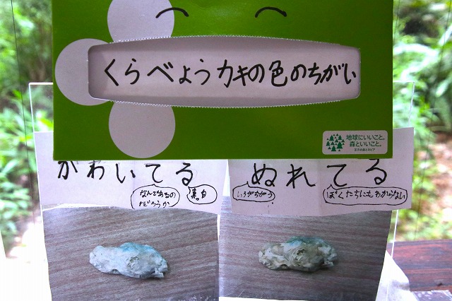 カキ
