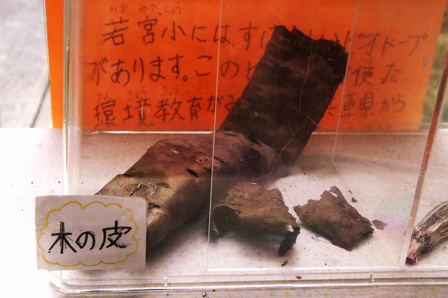 木の皮