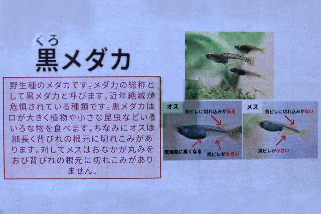 黒メダカ説明
