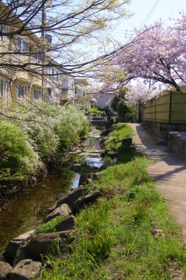 旧養田川桜の季節