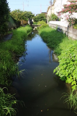 旧養田川夏の季節