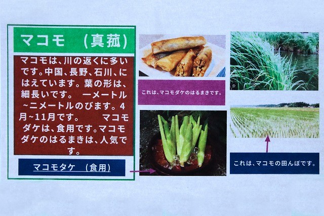 マコモについて調べたこと