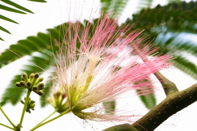 ネムの木の花