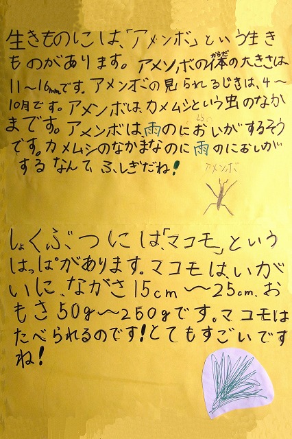 アメンボとマコモ