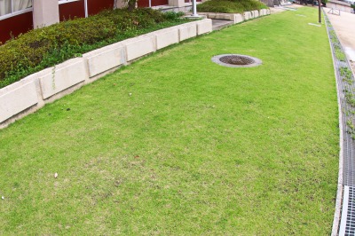 校舎前の芝生