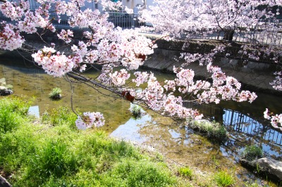 桜と養田川