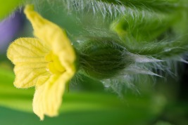 スイカの花