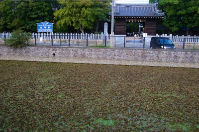 泊神社の前