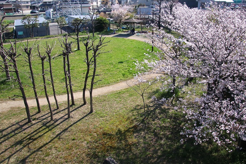 養田穴田公園の全景