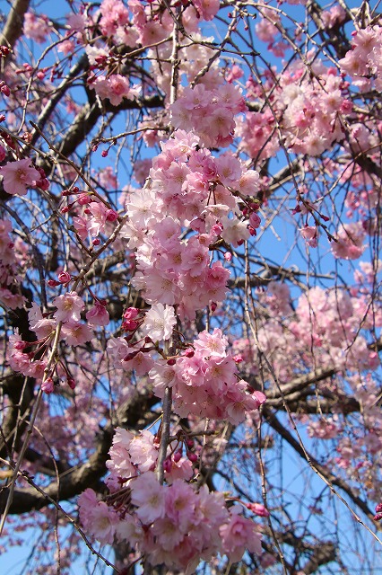 枝垂桜