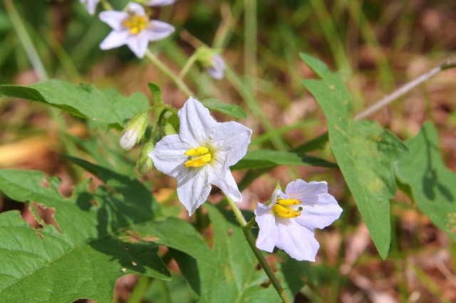 夏に咲く白い花