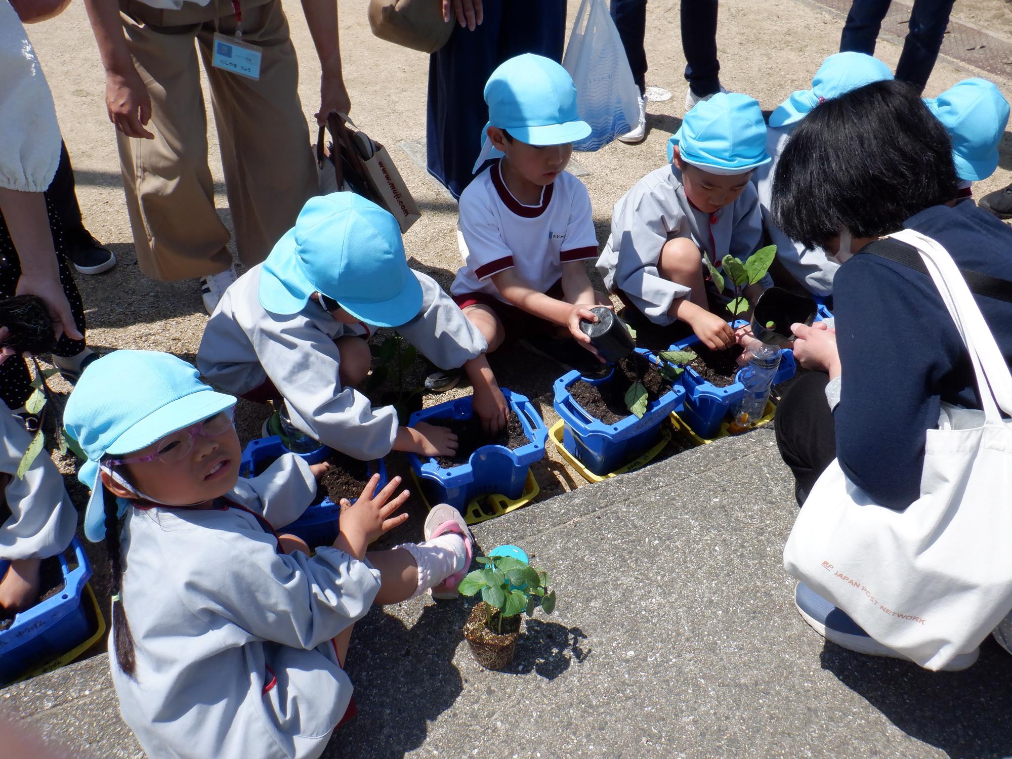 夏野菜の苗を植えるそら組のお友達