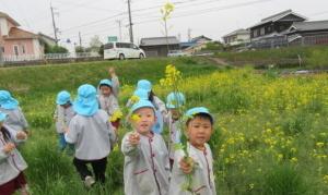 菜の花畑