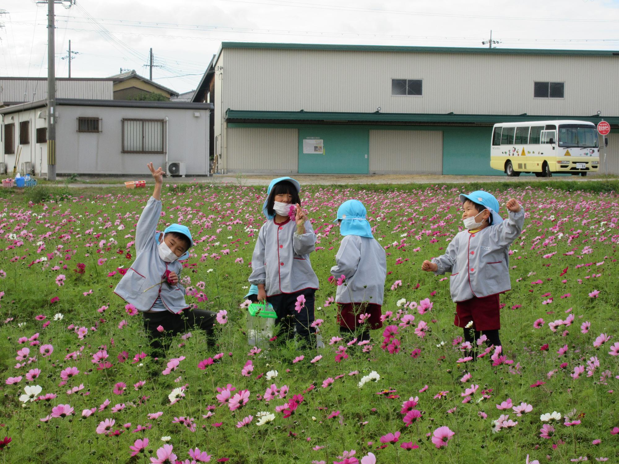 やっほー、こすもす畑って素敵でしょ