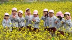 平成31年度1学期やまて幼稚園の園児が両荘幼稚園のお友達と一緒に菜の花畑を散策している時その2の写真