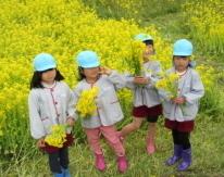 平成31年度1学期やまて幼稚園の園児が両荘幼稚園のお友達と一緒に菜の花畑を散策している時その1の写真