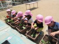 平成31年度1学期やまて幼稚園で園児が野菜苗植えをしている時その2の写真