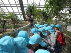 平成31年度1学期やまて幼稚園の園児が春遠足みとろフルーツパークを見学している時の写真