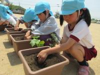 平成31年度1学期やまて幼稚園で園児が野菜苗植えをしている時その1の写真