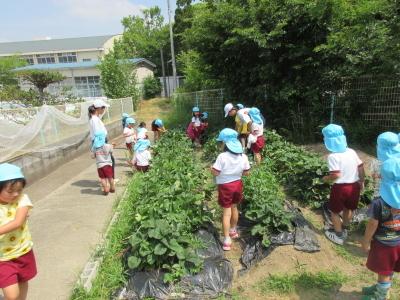 平成31年度1学期やまて幼稚園の園児がいちごの収穫をしている時の写真