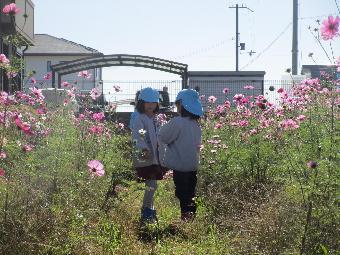 コスモス畑で花を摘む女児