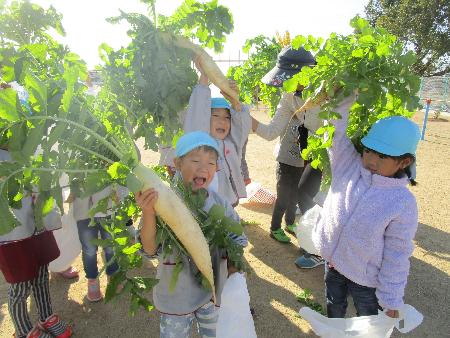 育てた大根を抜いて掲げる幼児